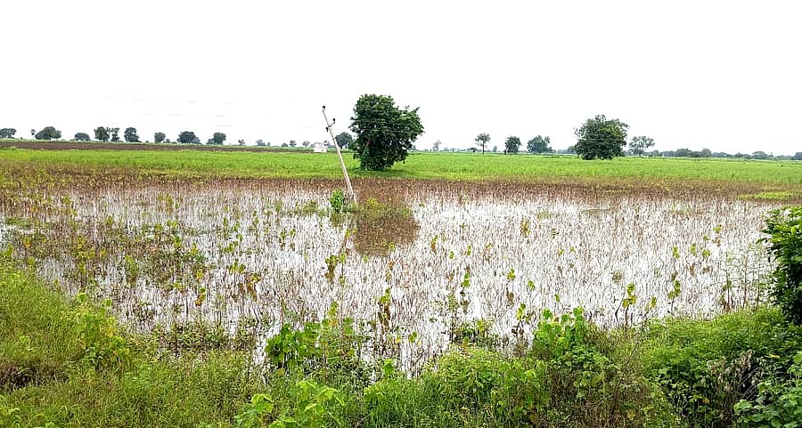 ಚಿತ್ತಾಪುರ ತಾಲ್ಲೂಕಿನ ದಂಡೋತಿ ಗ್ರಾಮದ ಹೊರವಲಯದ ಜಮೀನಿನಲ್ಲಿ ಹೆಸರು, ತೊಗರಿ ಬಿತ್ತನೆ ಮಾಡಿರುವ ಜಮೀನಿನಲ್ಲಿ ಮಳೆ ನೀರು ನಿಂತಿರುವುದು 
