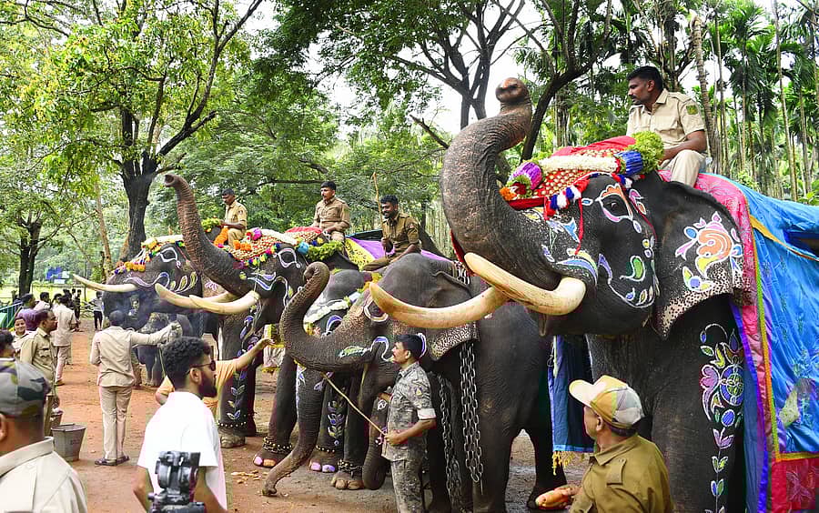 ಶಿವಮೊಗ್ಗದ ಸಕ್ರೆಬೈಲು ಬಿಡಾರದಲ್ಲಿ ಮಂಗಳವಾರ ನಡೆದ ವಿಶ್ವ ಆನೆ ದಿನ ಸಮಾರಂಭದಲ್ಲಿ ಅಲಂಕೃತ ಆನೆಗಳು ಗಮನ ಸೆಳೆದವು
ಪ್ರಜಾವಾಣಿ ಚಿತ್ರ: ಶಿವಮೊಗ್ಗ ನಾಗರಾಜ್