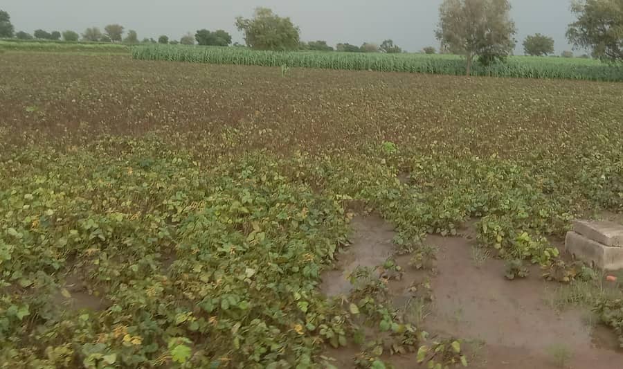 ನರಗುಂದ ತಾಲ್ಲೂಕಿನಲ್ಲಿ ನಿರಂತರ ಮಳೆಯಿಂದ ಹೆಸರು ಬೆಳೆ ಜಲಾವೃತವಾಗಿ ಹಾನಿಯಾದ ದೃಶ್ಯ