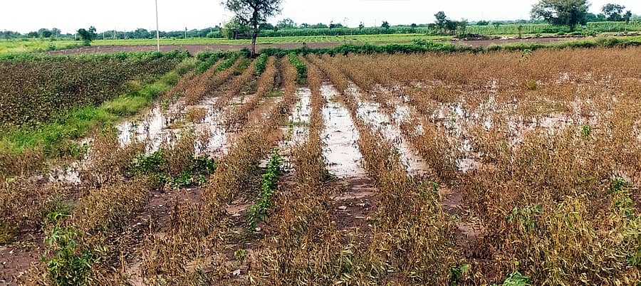 ತಾಳಿಕೋಟೆ: ತಾಲ್ಲೂಕಿನಾದ್ಯಂತ ಕಳೆದ ಒಂದು ವಾರದಿಂದ ಮಳೆಯ ಅರ್ಭಟದಿಂದ ಡೋಣಿ ನದಿಗೆ ಬಂದ ಪ್ರವಾಹವು ತನ್ನ ಎಡಬಲ ದಂಡೆಗಳ ಜಮೀನುಗಳಲ್ಲಿ ನುಗ್ಗಿದ್ದರಿಂದ ಅಪಾರ ಪ್ರಮಾಣದ ಬೆಳೆ ನಾಶಕ್ಕೆ ಕಾರಣವಾಗಿದೆ. ಸೆಟೆರೋಗ ಬಂದು ನಾಶವಾಗಿರುವ ತೊಗರಿ ಬೆಳೆ ಮತ್ತು ಹಾಳಾಗಿರುವ ಹತ್ತಿ ಬೆಳೆ