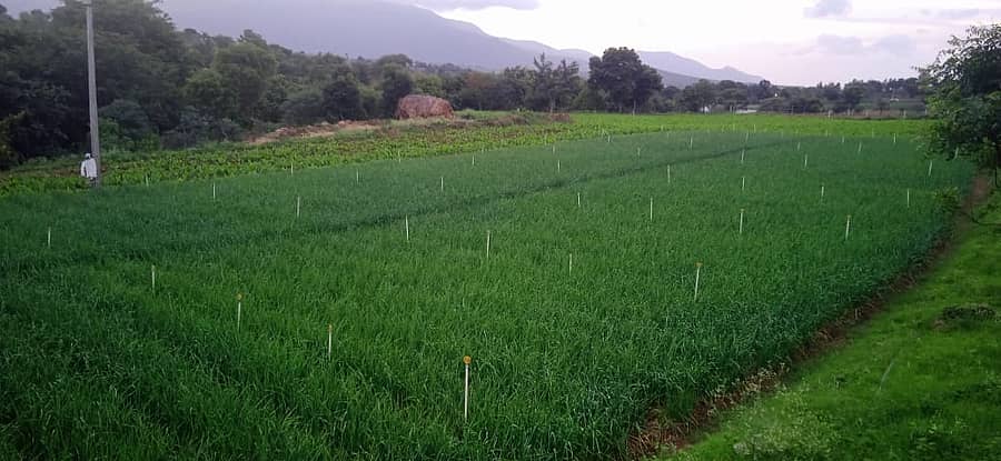 ಹನೂರು ತಾಲ್ಲೂಕಿನ ಪಿ.ಜಿ.ಪಾಳ್ಯ ಗ್ರಾಮದಲ್ಲಿ ಬೆಳೆದಿರುವ ಬೆಳ್ಳುಳ್ಳಿ ಬೆಳೆ