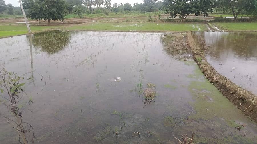 ಹಾರೋಹಳ್ಳಿ ತಾಲ್ಲೂಕಿನ ಮೇಡಮಾರನಹಳ್ಳಿ ಕೃಷಿ ಭೂಮಿಗೆ ಕೈಗಾರಿಕಾ ಪ್ರದೇಶದ ಕಾರ್ಖಾನೆಯ ತ್ಯಾಜ್ಯದ ನೀರು ಹರಿದಿರುವುದು