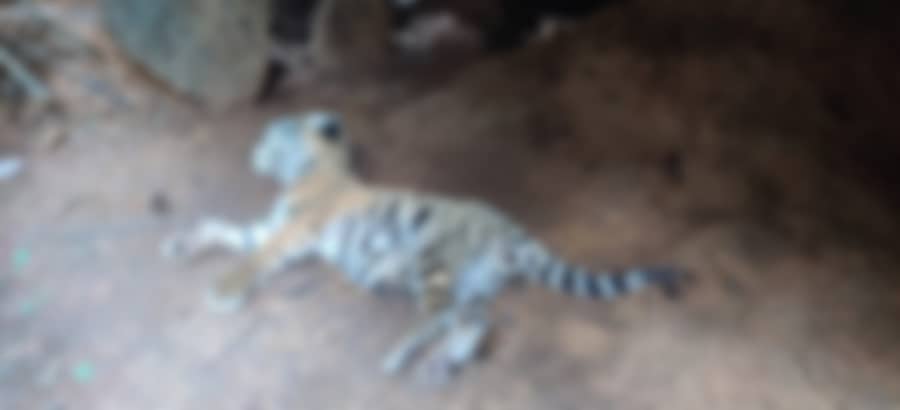 <div class="paragraphs"><p>ಹುಲಿ ಮರಿ ಸಾವು</p></div>