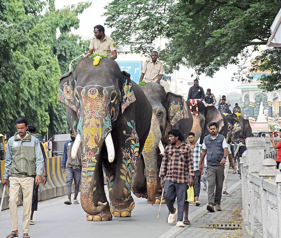 ಮೈಸೂರು ದಸರಾ ‘ಜಂಬೂಸವಾರಿ’ಗೆ 51 ದಿನ ಬಾಕಿ ಇದ್ದು, ಅಂಬಾರಿ ಆನೆ ‘ಅಭಿಮನ್ಯು’ ನೇತೃತ್ವದ 9 ಆನೆಗಳಿಗೆ ಮಂಗಳವಾರ ತಾಲೀಮು ನಡೆಸಲಾಯಿತು    