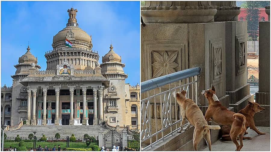 <div class="paragraphs"><p>ವಿಧಾನಸೌಧ ಹಾಗೂ ವಿಧಾನಸೌಧದ ಆವರಣದಲ್ಲಿ ನಾಯಿಗಳು</p></div>