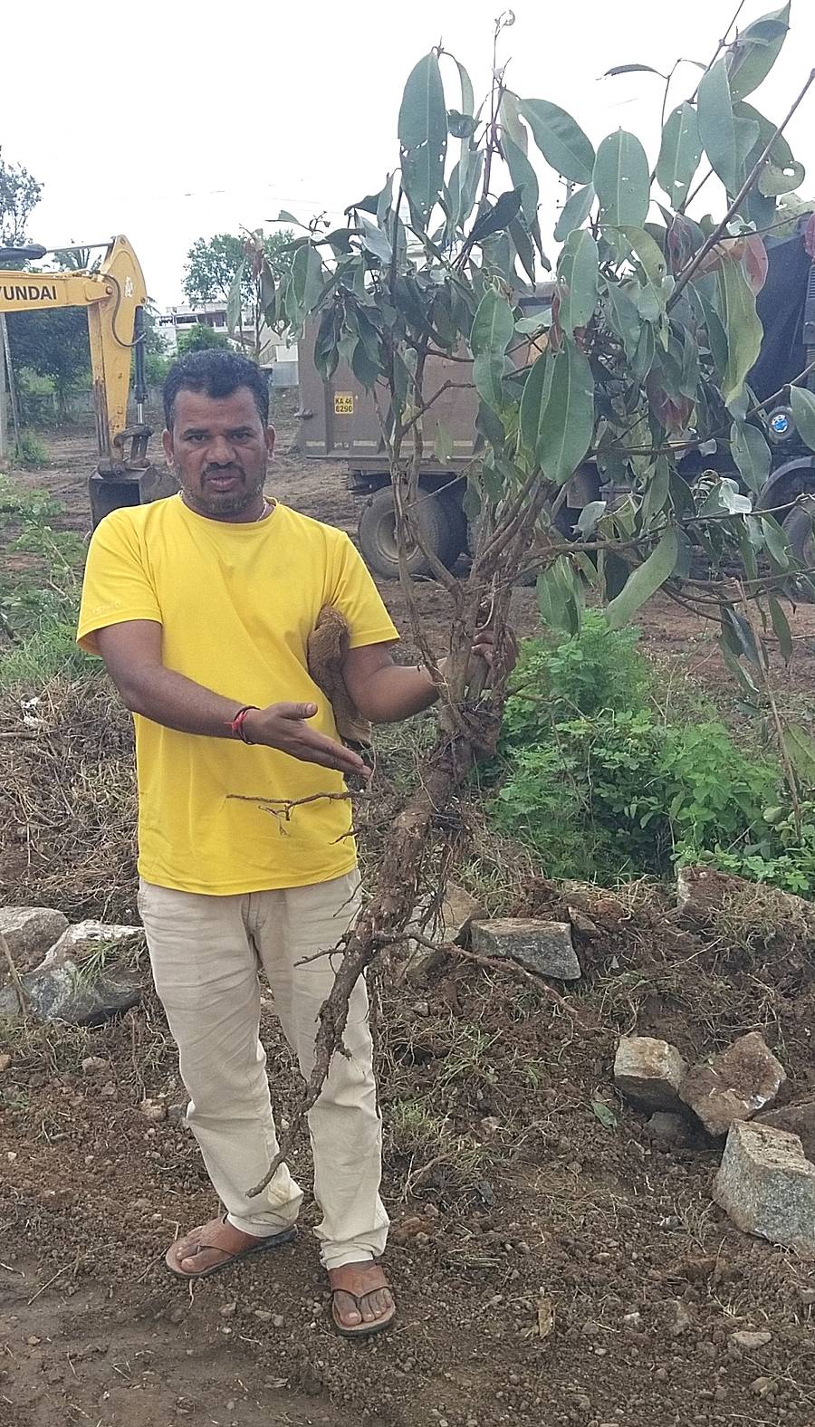 ಬೇಲೂರಿನ ತಾಲ್ಲೂಕು ಕಚೇರಿ ಆವರಣದಲ್ಲಿ ಸಾಲುಮರದ ತಿಮ್ಮಕ್ಕನವರು ನೆಟ್ಟಿದ ನೆರಲೆ ಗಿಡಗಳನ್ನು ಕಿತ್ತು ಹಾಕಲಾಗಿದೆ ಎಂದು ಸಾಲಮರದ ತಿಮ್ಮಕ್ಕ ಫೌಂಡೇಷನ್ ಅಧ್ಯಕ್ಷ ಬಳ್ಳೂರು ಉಮೇಶ್ ಆರೋಪಿಸಿದರು 