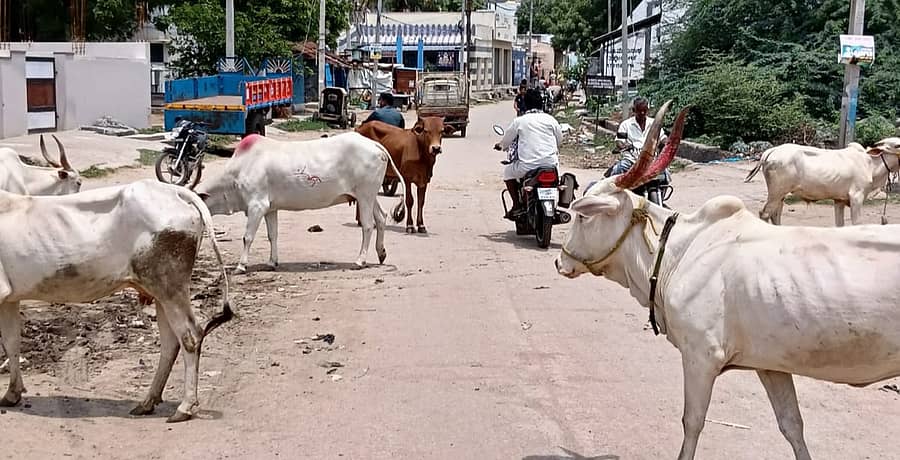 ತೆಕ್ಕಲಕೋಟೆ ಪಟ್ಟಣದ ನೀಲಕಂಠ ದೇವಸ್ಥಾನದ ಬಳಿ ಇರುವ ಬಿಡಾಡಿ ದನ