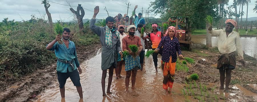 ಕೆರೆಯಂತಾದ ಕೊಕ್ಕನೂರು-ಕಡರನಾಯ್ಕನಹಳ್ಳಿ ರಸ್ತೆಯಲ್ಲೇ ರೈತರು ಭತ್ತ ನಾಟಿ ಮಾಡಿ ಪ್ರತಿಭಟಿಸಿದರು