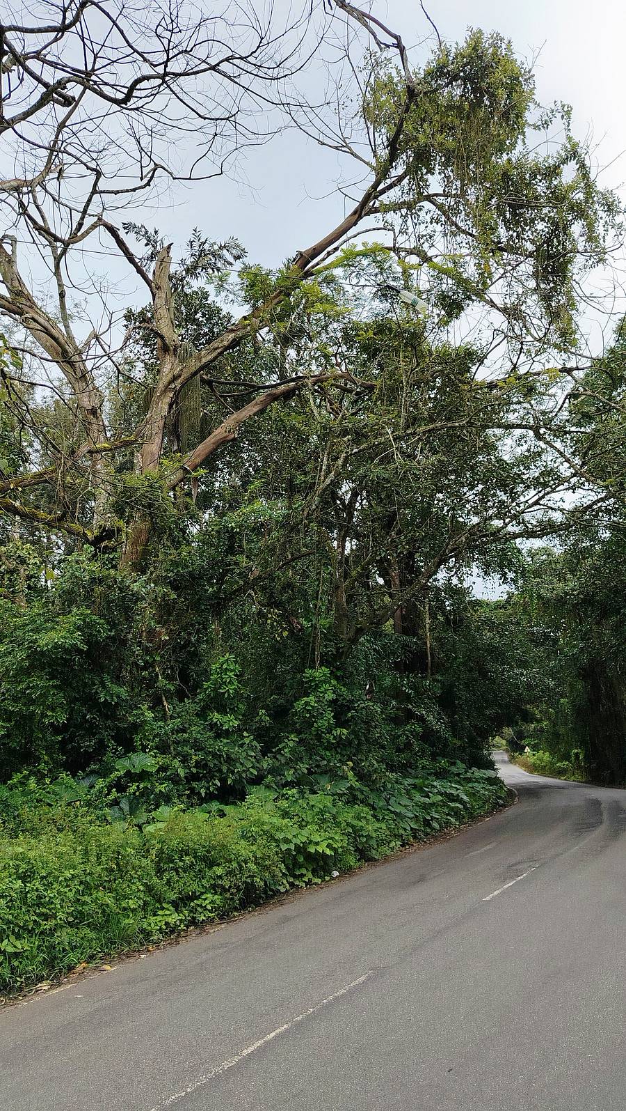 ತೋರಣ ಮಾವು ಆಲ್ದೂರುಪುರ ಗ್ರಾಮದ ಬಳಿ ಹಾದುಹೋಗುವ ರಾಜ್ಯ ಹೆದ್ದಾರಿ 27ರ ತಿರುವಿನಲ್ಲಿ ಒಣಗಿ ನಿಂತಿರುವ ಬೃಹತ್ ಗಾತ್ರದ ಮರ