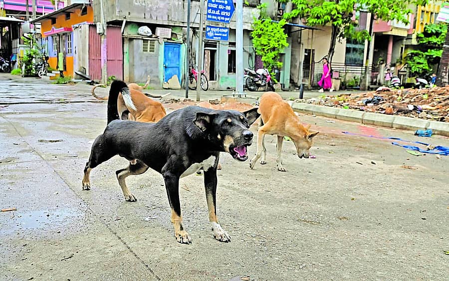 <div class="paragraphs"><p>ದಾವಣಗೆರೆಯ ಕೆಟಿಜೆ ನಗರದಲ್ಲಿ ಕಂಡು ಬಂದ ಬೀದಿ ನಾಯಿಗಳ ಹಾವಳಿ<br></p></div>