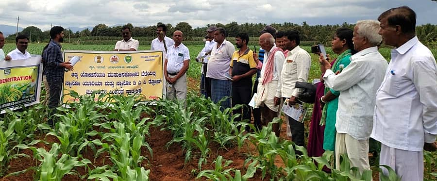 ಯಳಂದೂರು ತಾಲ್ಲೂಕಿನ ಮಲ್ಲಿಗೆಹಳ್ಳಿ ಗ್ರಾಮದ ಹೊರವಲಯದ ಮುಸುಕಿನಜೋಳ ಬೆಳೆಗೆ ಆವರಿಸಿರುವ ಕೀಟಗಳು ಹಾಗೂ ಗೊಬ್ಬರ ಬಳಕೆ ಬಗ್ಗೆ ಕೃಷಿ ಇಲಾಖೆ ಅಧಿಕಾರಿಗಳು ಶನಿವಾರ ರೈತರಿಗೆ ಮಾಹಿತಿ ನೀಡಿದರು