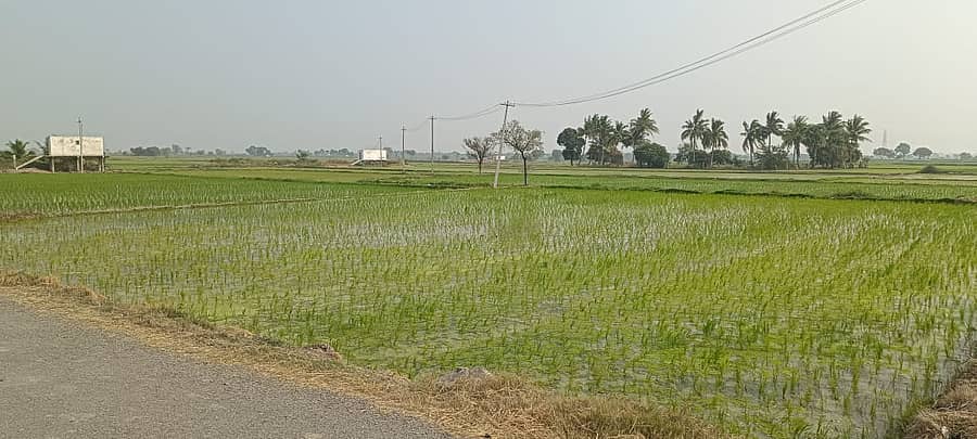 ಸಿಂಧನೂರು ತಾಲ್ಲೂಕಿನ ಗೊರೇಬಾಳ ಸೀಮಾದ ಜಮೀನೊಂದರಲ್ಲಿ ನಾಟಿ ಮಾಡಿರುವ ಭತ್ತ 