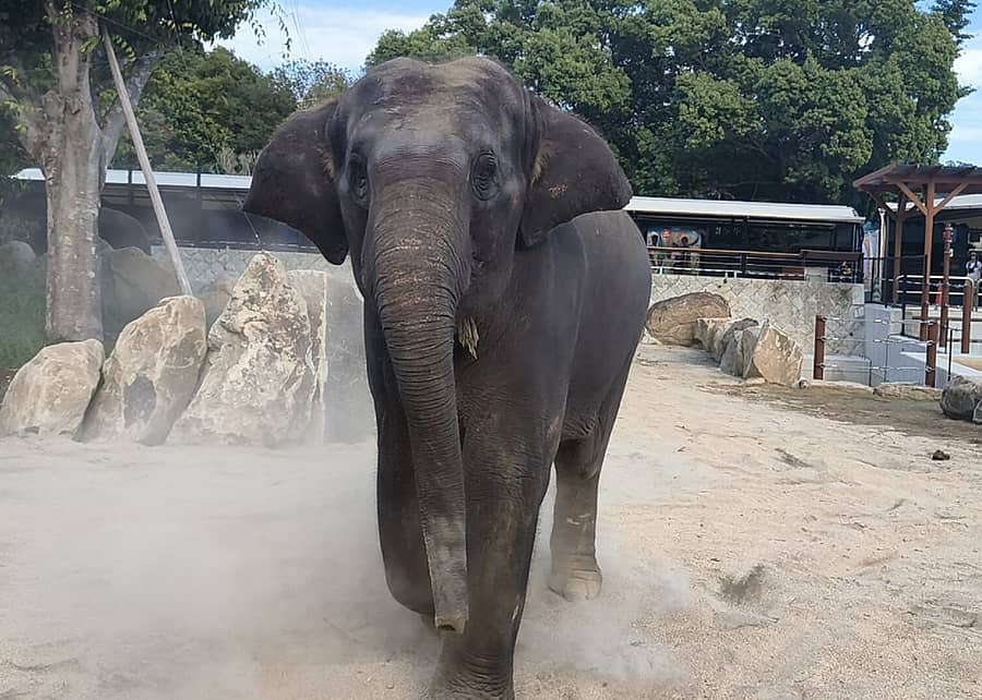 <div class="paragraphs"><p>ಆನೆ</p></div>