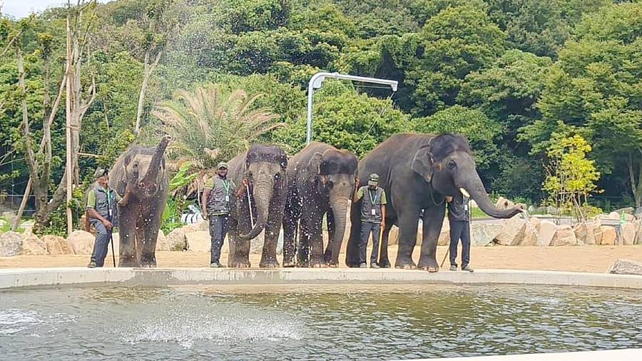 ನೀರಾಟದಲ್ಲಿ ತೊಡಗಿರುವ ಆನೆಗಳು
