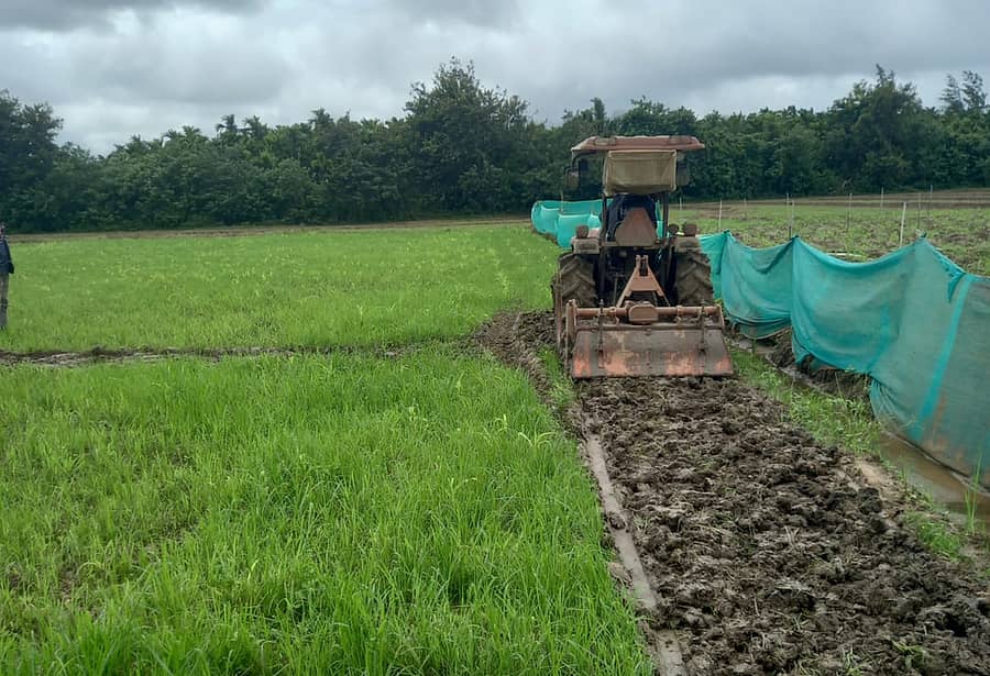 ಮುಂಡಗೋಡ ತಾಲ್ಲೂಕಿನಲ್ಲಿ ಅತಿಯಾದ ಮಳೆಯಿಂದ ಗೋವಿನಜೋಳ ಬೆಳೆ ಕುಂಠಿತಗೊಂಡು ಕಳೆಯೇ ಹೆಚ್ಚಾಗಿ ಕಾಣುತ್ತಿರುವ ಗದ್ದೆಯನ್ನು ಸ್ವಚ್ಛಗೊಳಿಸುವುದರಲ್ಲಿ ನಿರತನಾಗಿರುವ ರೈತ