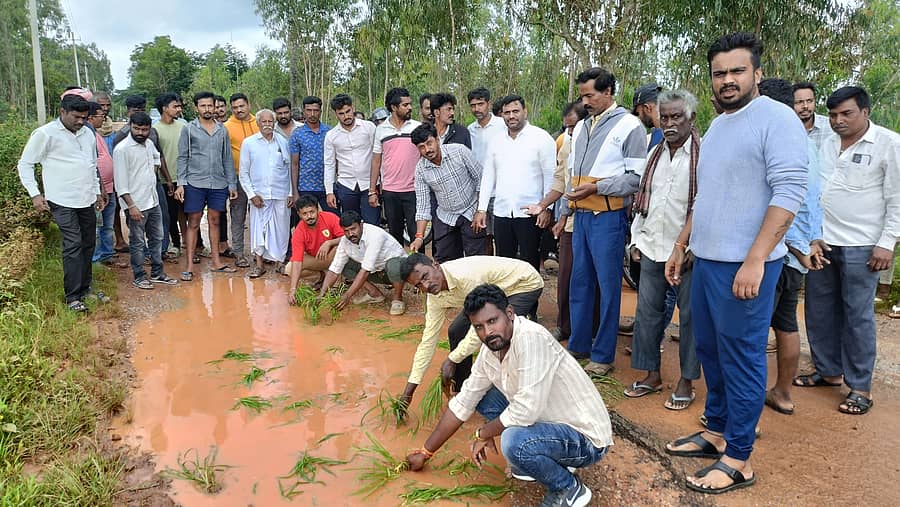 ದೇವನಹಳ್ಳಿ ತಾಲ್ಲೂಕಿನ ಗಡಿ ಗ್ರಾಮ ಕಸುವನಹಳ್ಳಿ ಕ್ರಾಸ್‌ನಿಂದ ಐವಿಸಿ ರಸ್ತೆಯಲ್ಲಿ ಬಿದ್ದಿರುವ ಗುಂಡಿಗಳಲ್ಲಿ ರಾಗಿ ಪೈರು ನಾಟಿ ಮಾಡಿ ರಸ್ತೆ ದುರಸ್ತಿಗೆ ಪ್ರತಿಭಟಿಸಿದ ಗ್ರಾಮಸ್ಥರು