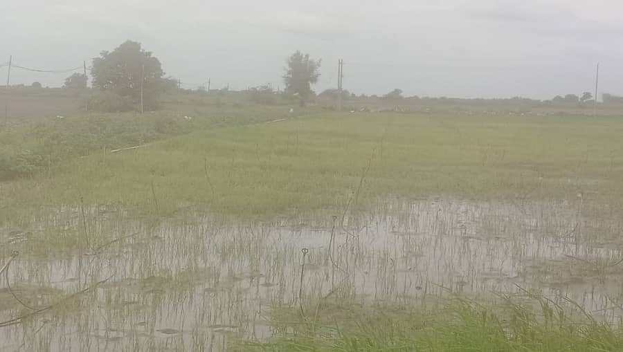 ಹಿರಿಯೂರು ತಾಲ್ಲೂಕು ಹರ್ತಿಕೋಟೆ ಗ್ರಾಮದ ಆರ್‌.ಎನ್‌.ಪಾರ್ಥ ಅವರ ಈರುಳ್ಳಿ ಬೆಳೆ ಮಳೆ ನೀರಲ್ಲಿ ಮುಳುಗಿರುವುದು