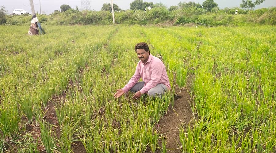 ಕುಳಗೇರಿ ಕ್ರಾಸ್ ಸಮೀಪದ ನೀಲಗುಂದ ಗ್ರಾಮದ ಸೀಮೆಯಲ್ಲಿ ಚಿದಾನಂದ ವೀರಭದ್ರಪ್ಪ ಅಂಗಡಿ ಅವರ ಹೊಲದಲ್ಲಿ ಈರುಳ್ಳಿ ಬೆಳೆ ಮಜ್ಜಿಗೆ ರೋಗಕ್ಕೆ ತುತ್ತಾಗಿರುವುದು