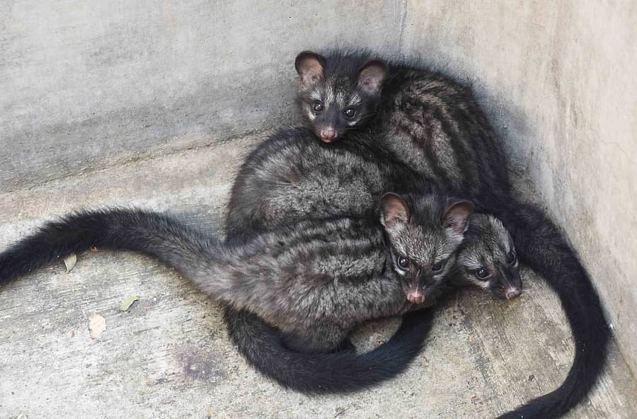 ಪುನುಗು ಬೆಕ್ಕಿನ ಮರಿಗಳು