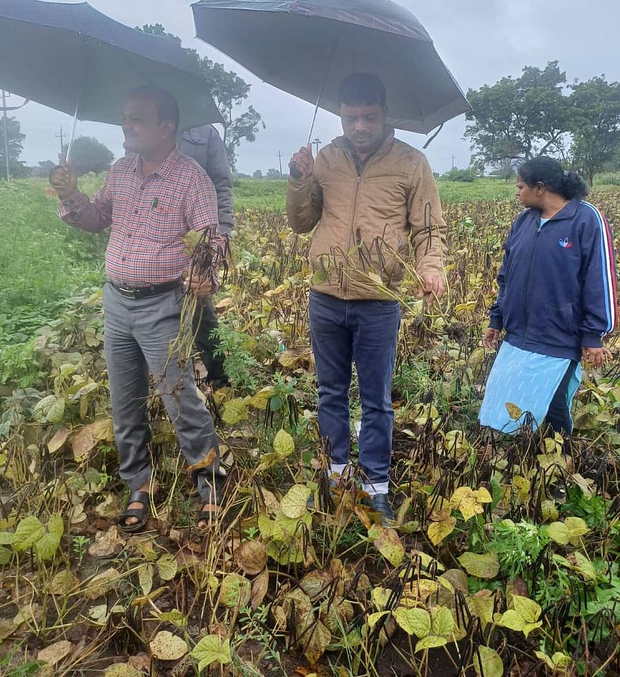 ಧಾರವಾಡ ತಾಲ್ಲೂಕಿನ ಹೊಲದಲ್ಲಿ ಅಧಿಕಾರಿಗಳು ಬುಧವಾರ ಹೆಸರು ಬೆಳೆ ಪರಿಶೀಲನೆ ನಡೆಸಿದರು
