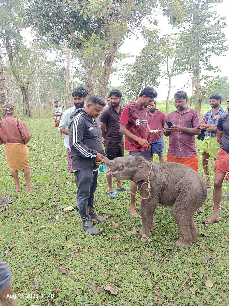 ಎಚ್.ಡಿ.ಕೋಟೆ ತಾಲ್ಲೂಕಿನ ವಡಕನಮಾಳದಲ್ಲಿ ಕಾಣಿಸಿಕೊಂಡ ಮರಿ ಆನೆಯನ್ನು ಅರಣ್ಯ ಸಿಬ್ಬಂದಿ ವಶಕ್ಕೆ ಪಡೆದು ಆರೈಕೆ ಮಾಡಿದರು. 