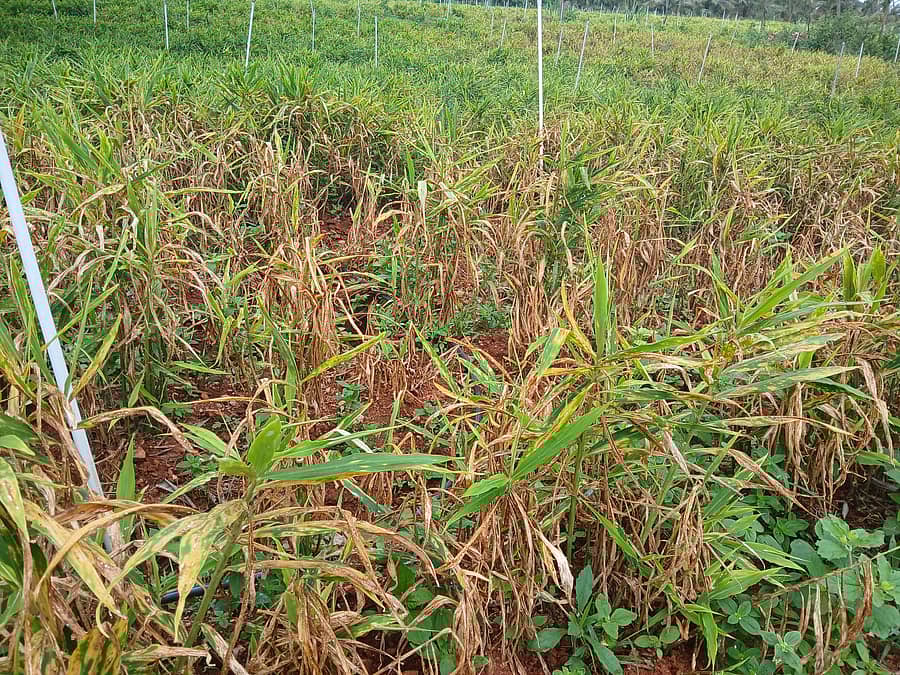 ಮೈಸೂರು ತಾಲ್ಲೂಕಿನ ಕೊಮ್ಮೆಗೌಡನಕೊಪ್ಪಲು ಸಮೀಪ ಹೊಲವೊಂದರಲ್ಲಿ ರೋಗಬಾಧೆಗೆ ತುತ್ತಾದ ಶುಂಠಿ ಬೆಳೆ