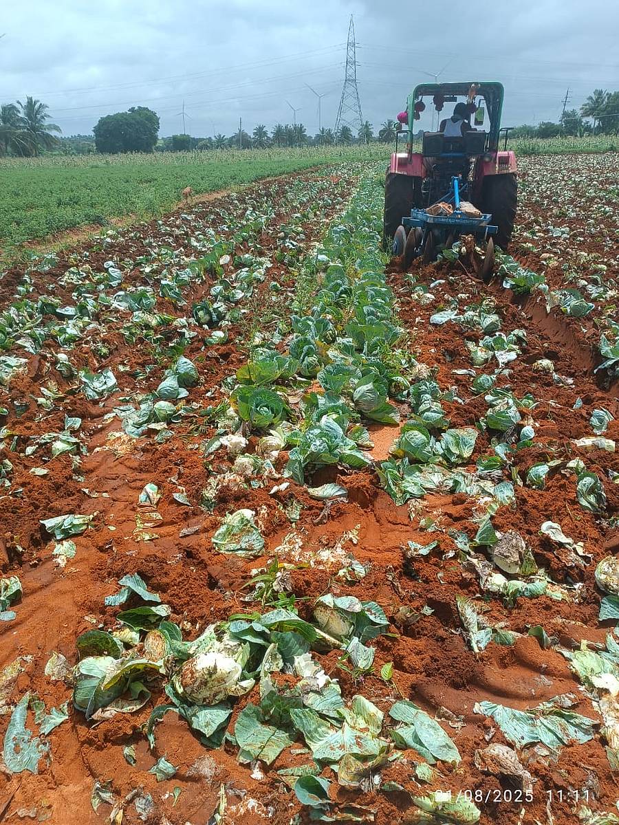 ಜಗಳೂರು ತಾಲ್ಲೂಕಿನ ಕಾನನಕಟ್ಟೆ ಗ್ರಾಮದ ರೈತ ಮಲ್ಲೇಶ್ ಅವರ ಹೊಲದಲ್ಲಿ ಎಲೆಕೋಸು ಬೆಳೆಯನ್ನು ಟ್ರ್ಯಾಕ್ಟರ್ನಿಂದ ನೆಲಸಮಗೊಳಿಸಲಾಯಿತು