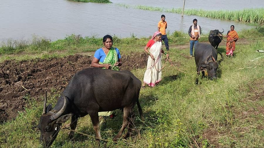 ಚಿಕ್ಕೋಡಿ ತಾಲ್ಲೂಕಿನ ಅಂಕಲಿಯಲ್ಲಿ ಕೃಷ್ಣಾ ನದಿಪಾತ್ರದಲ್ಲಿ ವಾಸಿಸುತ್ತಿರುವ ಜನರು ತಮ್ಮ ಜಾನುವಾರುಗಳೊಂದಿಗೆ ಸುರಕ್ಷಿತ ಸ್ಥಳಕ್ಕೆ ತೆರಳುತ್ತಿರುವುದು