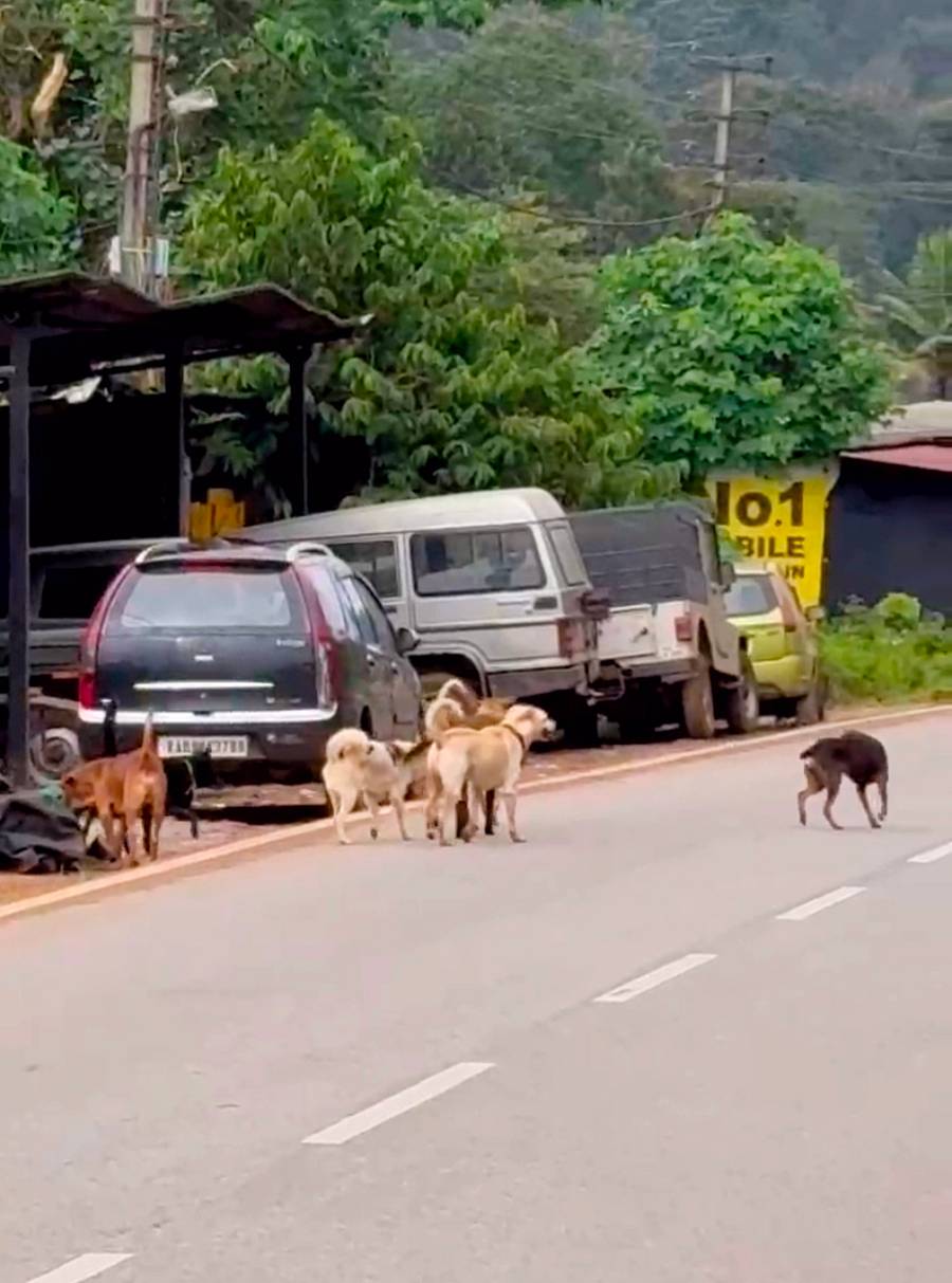 ಸುಂಟಿಕೊಪ್ಪದಲ್ಲಿ ಮಿತಿಮೀರಿದ ನಾಯಿಗಳ ಹಿಂಡು ಆತಂಕ ಮೂಡಿಸಿದೆ 