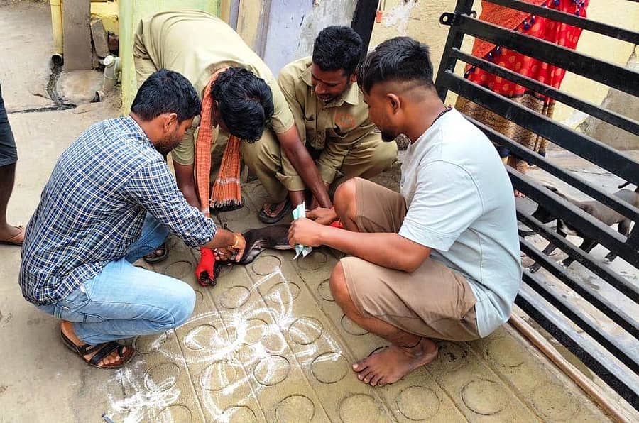 ಕುಡತಿನಿ ಪಟ್ಟಣದಲ್ಲಿನ ಬೀದಿ ನಾಯಿಗಳಿಗೆ ಪಶುಚಿಕಿತ್ಸಾ ಕೇಂದ್ರದ ಸಿಬ್ಬಂದಿಗಳು ರೇಬಿಸ್ ವ್ಯಾಕ್ಸಿನ್ ಹಾಕುತ್ತಿರುವುದು