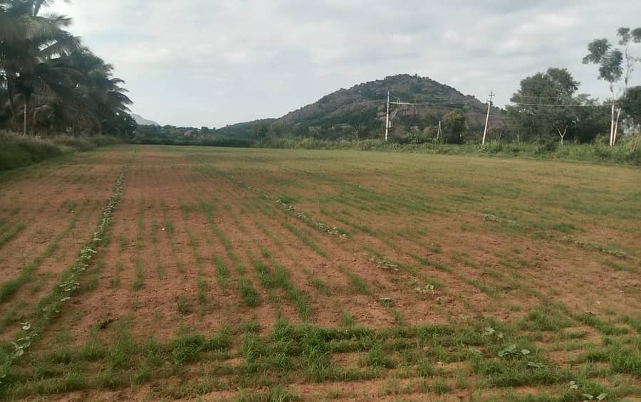 ಕನಕಪುರ ತಾಲೂಕಿನಲ್ಲಿ ರಾಗಿ ಬಿತ್ತನೆ ಮಾಡಿ ಪೈರು ಬೆಳೆದಿರುವುದು