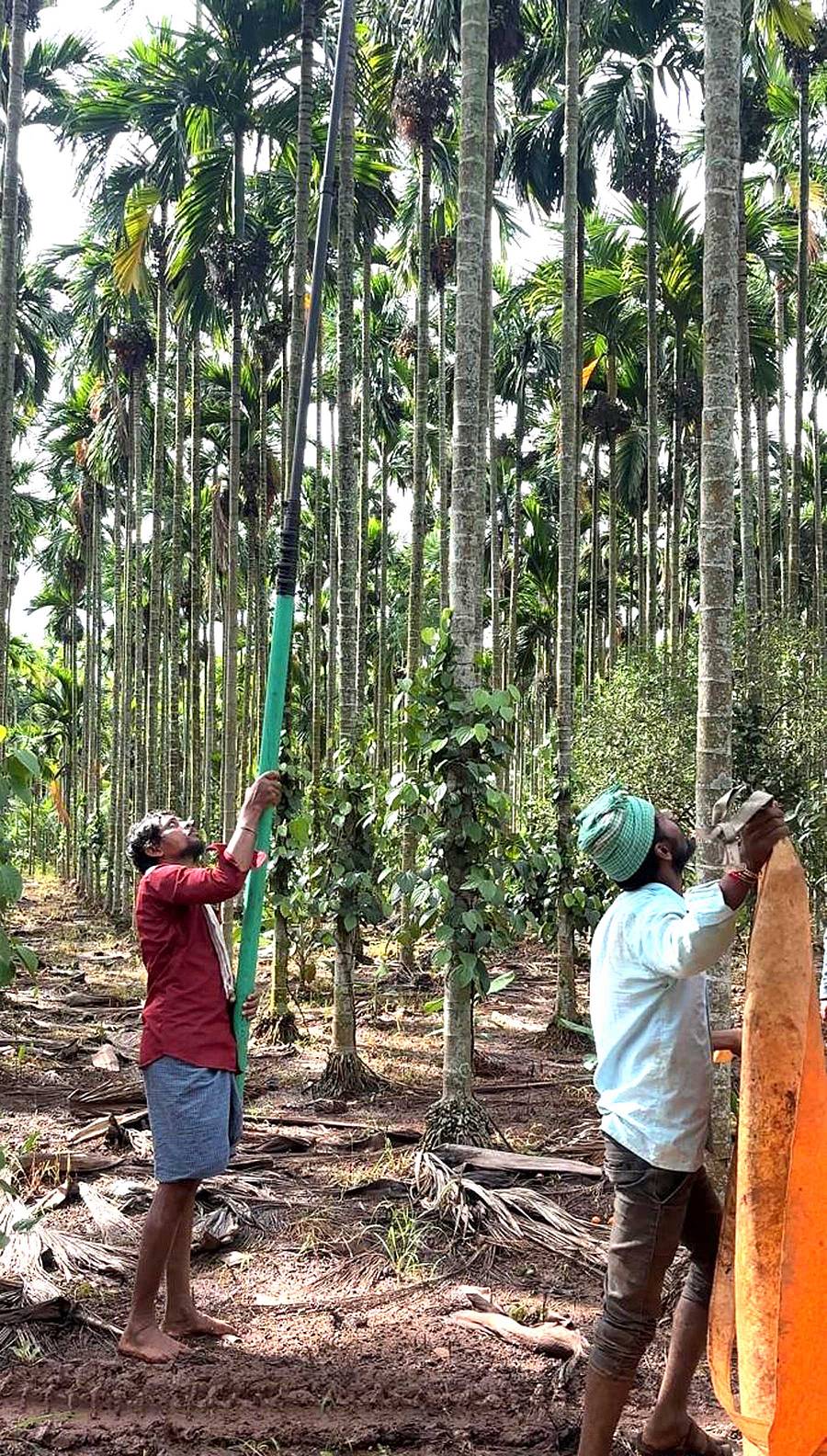ಬಸವಾಪಟ್ಟಣ ಹೋಬಳಿಯ ಅಡಿಕೆ ತೋಟದಲ್ಲಿ ಅಡಿಕೆ ಗೊನೆ ಕೊಯ್ಲು ಮಾಡುತ್ತಿರುವುದು