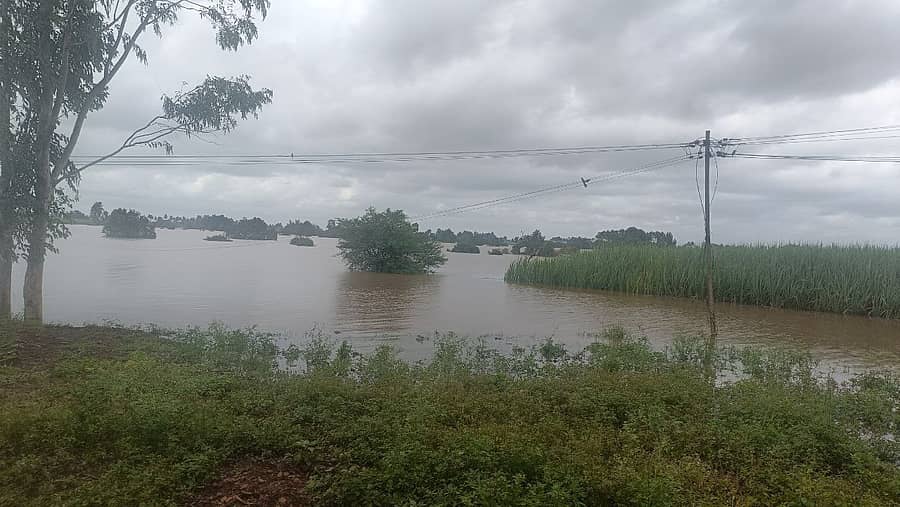 ಚಿಕ್ಕೋಡಿ ತಾಲ್ಲೂಕಿನ ಯಡೂರ ಗ್ರಾಮದ ಬಳಿಯಲ್ಲಿ ಕೃಷ್ಣಾ ನದಿ ನೀರು ಪಾತ್ರ ಮೀರಿ ಹರಿದು ಹೊಲ ಗದ್ದೆಗಳಿಗೆ ನುಗ್ಗಿರುವುದು. ಚಿತ್ರ - ಚಂದ್ರಶೇಖರ ಎಸ್ ಚಿನಕೇಕರ, ಚಿಕ್ಕೋಡಿ