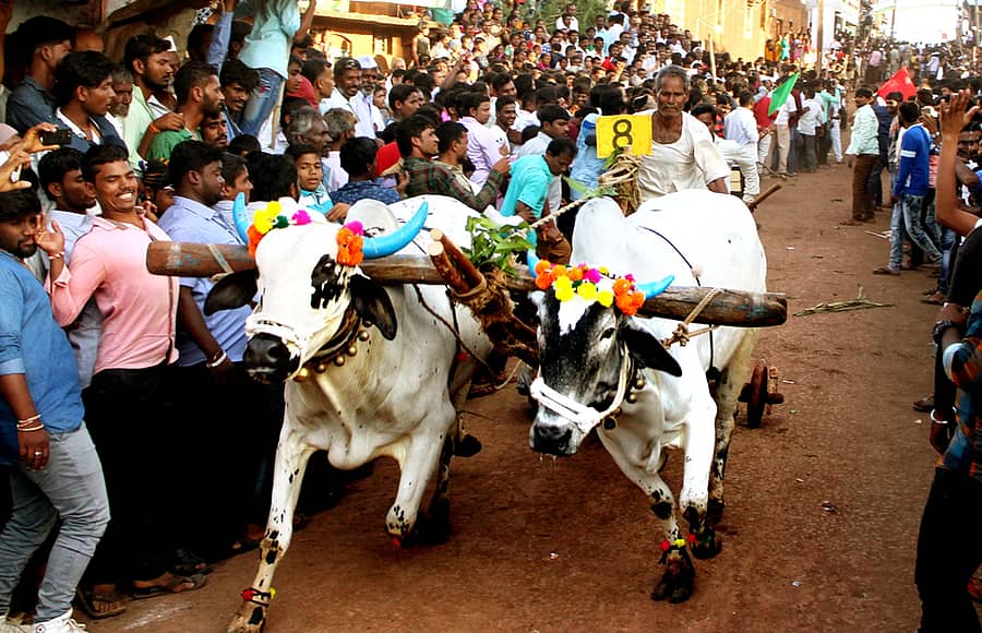 <div class="paragraphs"><p>ಬಸವಕಲ್ಯಾಣ ತಾಲ್ಲೂಕಿನ ರಾಜೇಶ್ವರದಲ್ಲಿ ಶುಕ್ರವಾರ ಹೋಳಾ ಹಬ್ಬದ ಅಂಗವಾಗಿ ನಡೆಯುವ ಎತ್ತುಗಳ ಚಕ್ಕಡಿ ಓಟದ ದೃಶ್ಯ (ಸಂಗ್ರಹ ಚಿತ್ರ)</p></div>