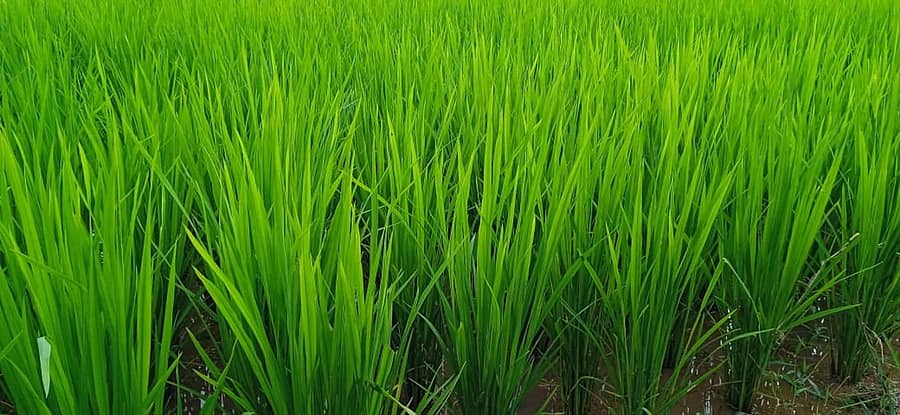 ಸಾಂಕೇತಿಕ ಚಿತ್ರ– ಪ್ರಜಾವಾಣಿ 