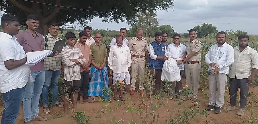 ಕೊಪ್ಪಳ ಗ್ರಾಮೀಣ ಪೊಲೀಸ್‌ ಠಾಣೆ ವ್ಯಾಪ್ತಿಯ ಇರಕಲ್ಲಗಡ ಹೊರವಲಯದಲ್ಲಿ ಬೆಳೆಯಲಾಗಿದ್ದ ಗಾಂಜಾ ಜಪ್ತಿ ಮಾಡಿದ ಪೊಲೀಸರು