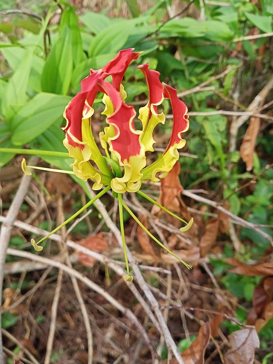 ಕೈಲ್ ಮುಹೂರ್ತ ಹಬ್ಬದ ಹಬ್ಬದ ಸಂದರ್ಭದಲ್ಲಿ ಆಯುಧಗಳನ್ನು ಪೂಜಿಸಲು ಬಳಸುವ ಗೌರಿಹೂವು.(ಇದನ್ನು ತೋಕು ಪೂ ಎಂದು ಕರೆಯುತ್ತಾರೆ)