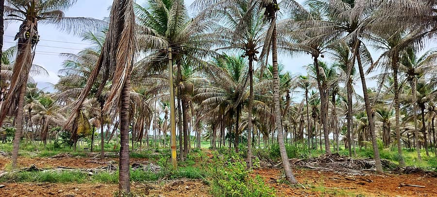 ಕಪ್ಪುತಲೆ ಹುಳುವಿನ ಬಾಧೆಯಿಂದ ತೆಂಗಿನ ಗರಿಗಳು ಸುಟ್ಟುಹೋದಂತೆ ಕಾಣುತ್ತಿವೆ 