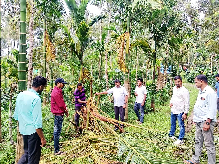 ಕಾಡಾನೆಗಳ ದಾಳಿಯಿಂದ ಹಾನಿಗೊಳಗಾದ ತೋಟಗಳಿಗೆ ಮುಖಂಡ ದೀಪಕ್ ದೊಡ್ಡಯ್ಯ ಭೇಟಿ ನೀಡಿ ಪರಿಶೀಲನೆ ನಡೆಸಿದರು