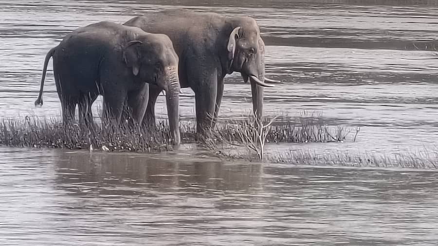 ಉಪ್ಪಿನಂಗಡಿ ಕೂಟೇಲು ಸೇತುವೆ ಬಳಿ ನೇತ್ರಾವತಿ ನದಿಯಲ್ಲಿ ನಿಂತಿದ್ದ ಜೋಡಿ ಕಾಡಾನೆ