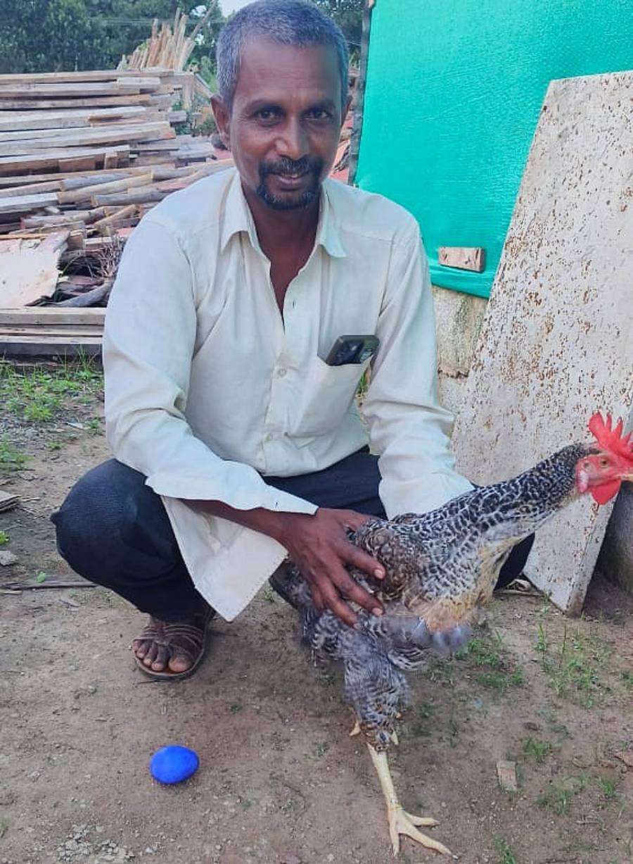 ನಾಟಿ ಕೋಳಿಯೊಂದು ನೀಲಿ ಮೊಟ್ಟೆ ಇಟ್ಟಿರುವುದು