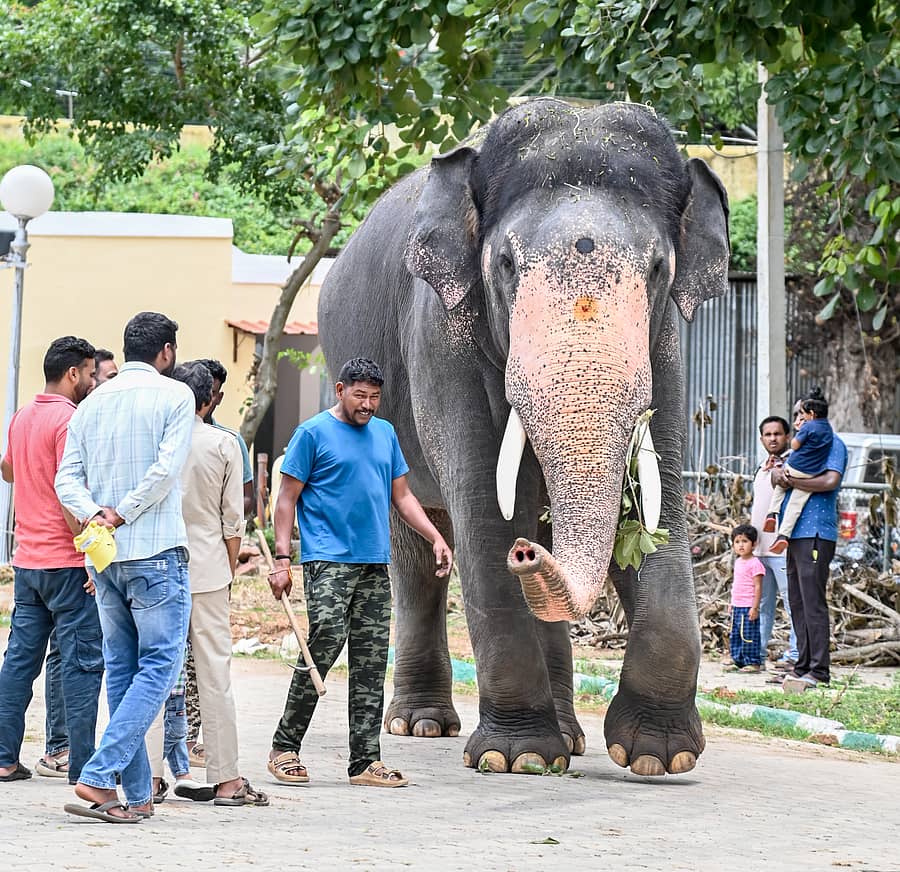 <div class="paragraphs"><p> ಆನೆ ಭೀಮ</p></div>