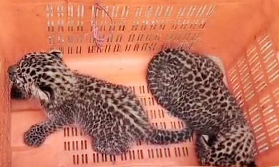 ಬೆಳಕವಾಡಿ ಸಮೀಪದ ಹಳದಾಸನಹಳ್ಳಿ ವ್ಯಾಪ್ತಿಯ ಕಬ್ಬಿನ ಗದ್ದೆಯಲ್ಲಿ ಪತ್ತೆಯಾದ ಚಿರತೆ ಮರಿಗಳು