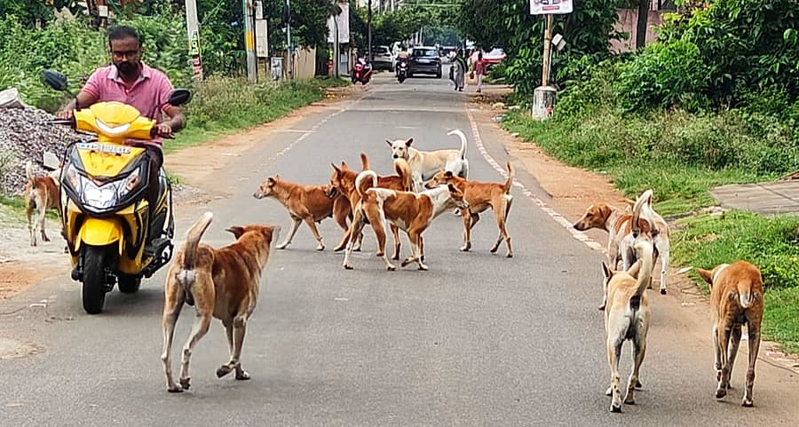 ಮಂಡ್ಯ ನಗರದಲ್ಲಿ ಬೀದಿನಾಯಿಗಳ ಹಾವಳಿ ಹೆಚ್ಚಾಗಿದ್ದು, ಜನರು ಆತಂಕದಿಂದ ಸಂಚರಿಸುವಂತಾಗಿದೆ  –ಪ್ರಜಾವಾಣಿ ಚಿತ್ರ 