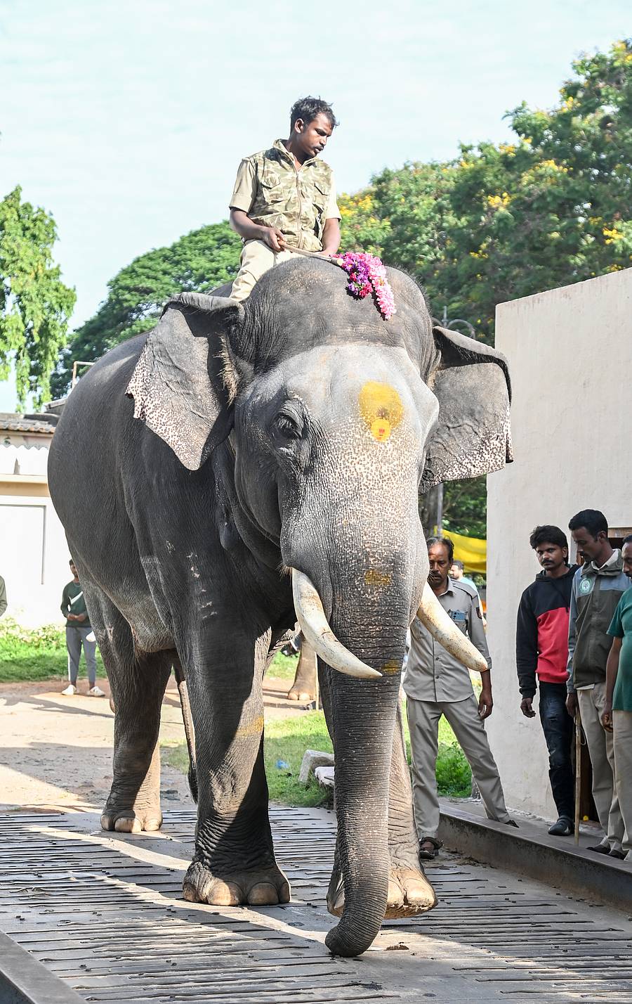 ಸುಗ್ರೀವ 