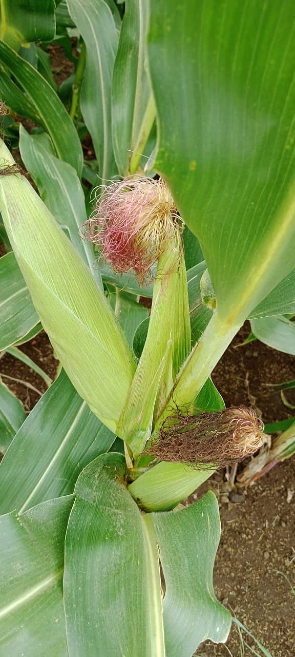 - ಉಮರಾಣಿ ಗ್ರಾಮದಲ್ಲಿ ರೈತ ಗಜಾನಂದ ದಾನನ್ನವರ ಹೊಲದಲ್ಲಿ ಟಿಸಿಲೊಡೆದ ಮೆಕ್ಕೆಜೋಳದ ತೆನೆಗಳು.