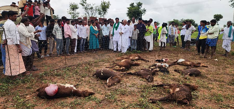 ಫೋಟೊ: 28ಎನ್ಎಲ್ಟಿ2: ನಾಲತವಾಡ:ನಾಗಬೇನಾಳ-ವೀರೇಶನಗರ ಹತ್ತಿರ ಹೊಲವೊಂದರಲ್ಲಿ ತೋಳಕ್ಕೆ ಬಲಿಯಾದ ಕುರಿಗಳನ್ನು ಎ.ಎಸ್.ಪಾಟೀಲ ನಡಹಳ್ಳಿ, ಅಧಿಕಾರಿಗಳು, ಗ್ರಾಮಸ್ಥರು ಪರಿಶೀಲಿಸಿದರು