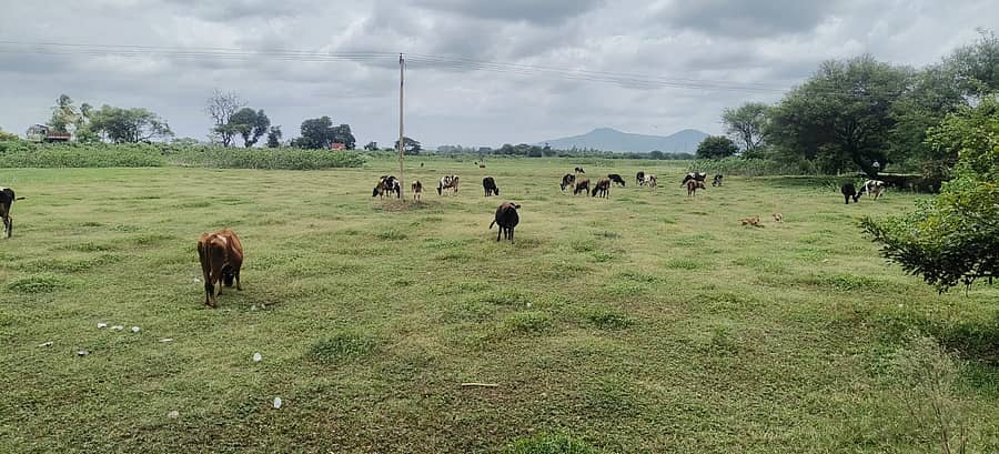 ಕೊಳ್ಳೇಗಾಲದ ಪಾಪನ ಕೆರೆ ನೀರಿಲ್ಲದೆ ಬಣಗುಡುತ್ತಿರುವುದು