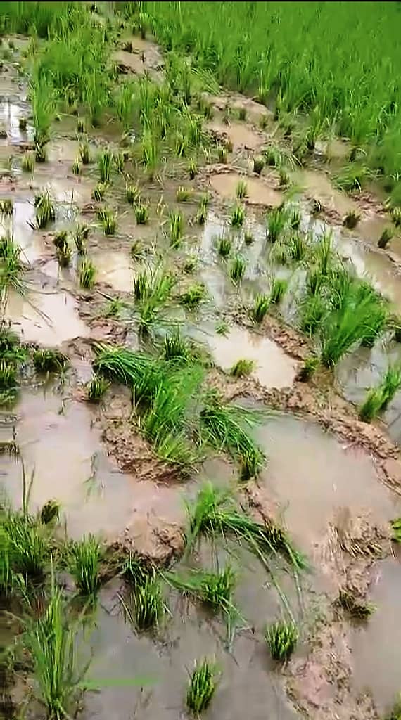 ಹಿರೇಗದ್ದೆ ಗ್ರಾಮದ ತುಪ್ಪೂರು ಬಳಿಯ ಭತ್ತದ ಗದ್ದೆ ನುಗ್ಗಿದ ಆನೆಗಳು, ಸಸಿಯನ್ನು ನಾಸ ಪಡಿಸಿವೆ