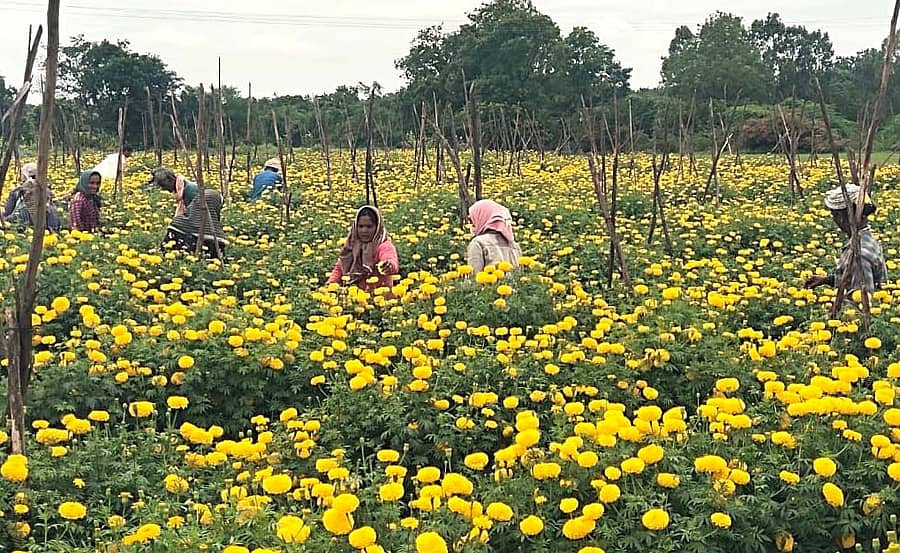 ಬಾಗೇಪಲ್ಲಿ ತಾಲ್ಲೂಕಿನ ಪಟ್ರವಾರಿಪಲ್ಲಿ ಗ್ರಾಮಕ್ಕೆ ಸಂಚರಿಸುವ ರಸ್ತೆ ಪಕ್ಕ ರೈತರೊಬ್ಬರು ಚೆಂಡೂಮಲ್ಲಿಗೆ ಹೂವು ಬೆಳೆದಿರುವುದು